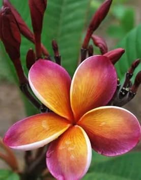 Flower Seeds, Seeds,Seeds For Planting,Plant Seeds