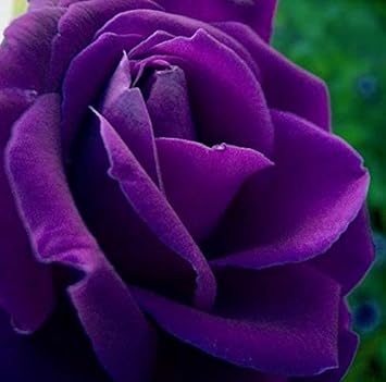 Violet Rare Rose Flower Seeds for Planting – Heirloom, Non-GMO, Long Bloom Season, High Germination