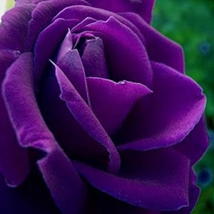 Flower Seeds, Seeds,Seeds For Planting,Plant Seeds