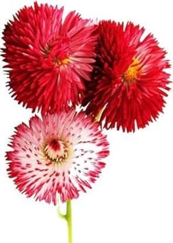 Flower Seeds, Seeds,Seeds For Planting,Plant Seeds