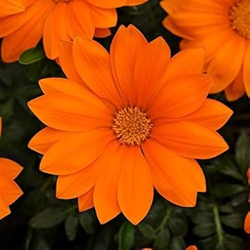 Flower Seeds, Seeds,Seeds For Planting,Plant Seeds
