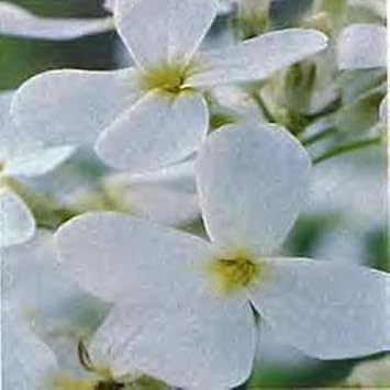 Flower Seeds, Seeds,Seeds For Planting,Plant Seeds