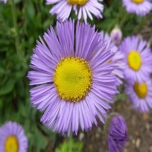 Flower Seeds, Seeds,Seeds For Planting,Plant Seeds