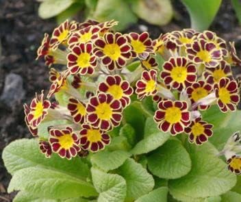 Flower Seeds, Seeds,Seeds For Planting,Plant Seeds