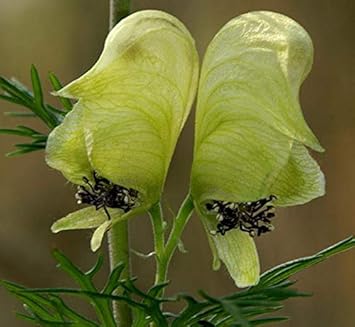 Flower Seeds, Seeds,Seeds For Planting,Plant Seeds