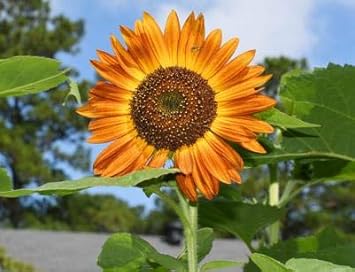 Flower Seeds, Seeds,Seeds For Planting,Plant Seeds