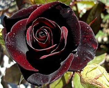 Flower Seeds, Seeds,Seeds For Planting,Plant Seeds