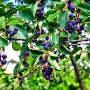 Fruit Seeds,Garden seeds, Seeds For Planting,Plant Seeds