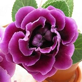 Flower Seeds, Seeds,Seeds For Planting,Plant Seeds