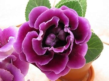 Flower Seeds, Seeds,Seeds For Planting,Plant Seeds