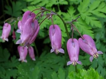 Flower Seeds, Seeds,Seeds For Planting,Plant Seeds