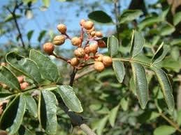 Flower Seeds, Seeds,Seeds For Planting,Plant Seeds