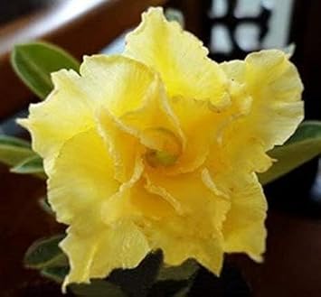 Flower Seeds, Seeds,Seeds For Planting,Plant Seeds