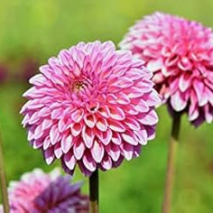 Flower Seeds, Seeds,Seeds For Planting,Plant Seeds