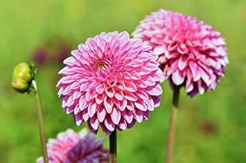 Flower Seeds, Seeds,Seeds For Planting,Plant Seeds