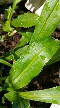 Herb Seeds,Garden seeds, Seeds For Planting,Plant Seeds