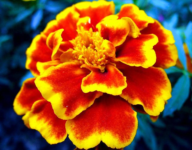 Yellow Red Marigold Flower Seeds for Planting Cottage Garden Essential Heirloom &amp; GMO Free Seeds for Home Garden NonGMO