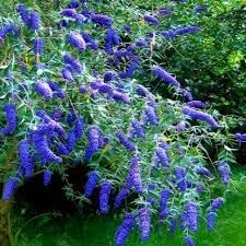 Flower Seeds, Seeds,Seeds For Planting,Plant Seeds