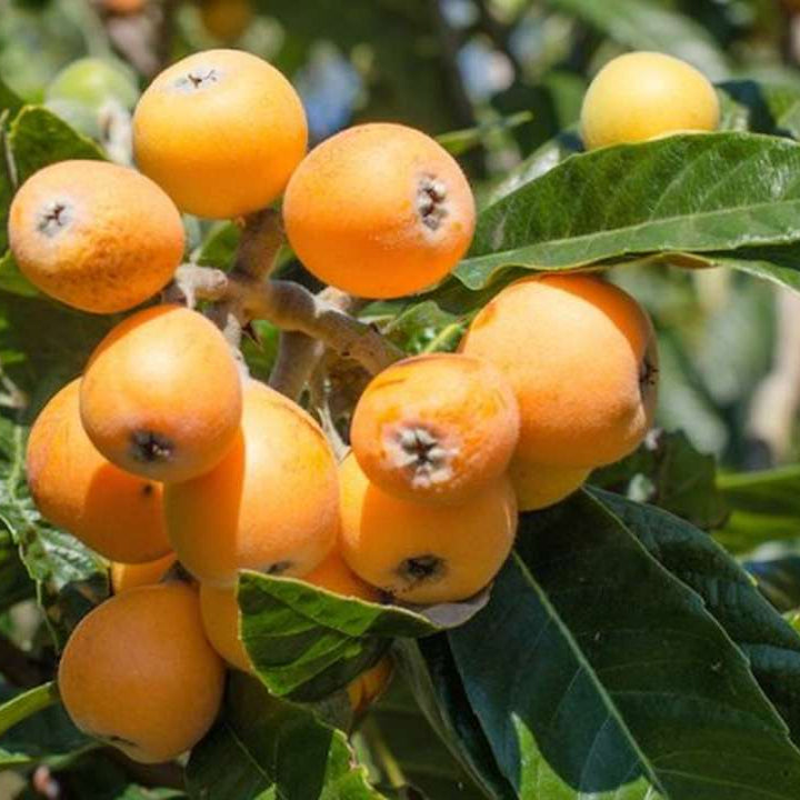 Loquat Nisperos fruit seeds for planting – Heirloom & Non-GMO garden seeds, hardy trees with refreshing fruits
