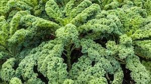 Vegetable Seeds,Garden seeds, Seeds For Planting,Plant Seeds