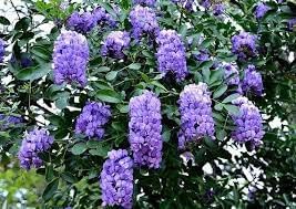 Flower Seeds, Seeds,Seeds For Planting,Plant Seeds