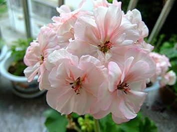 Flower Seeds, Seeds,Seeds For Planting,Plant Seeds