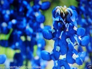Flower Seeds, Seeds,Seeds For Planting,Plant Seeds