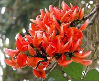 Monosperma Flower Seeds for Planting – Heirloom, Non-GMO, Organic Garden Seeds, High Germination