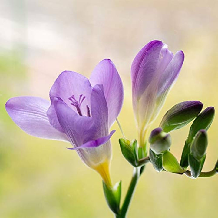 Light Violet Freesia Flower Seeds for Planting – Heirloom, Non-GMO, Shade-Tolerant High Germination Seeds
