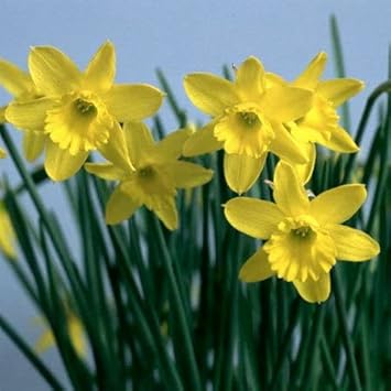 Flower Seeds, Seeds,Seeds For Planting,Plant Seeds