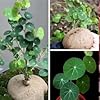 Caudex Seeds for Planting – Colorful Display, Heirloom &amp; Non-GMO Organic Garden Seeds
