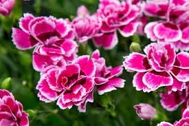 Flower Seeds, Seeds,Seeds For Planting,Plant Seeds
