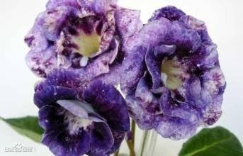 Flower Seeds, Seeds,Seeds For Planting,Plant Seeds