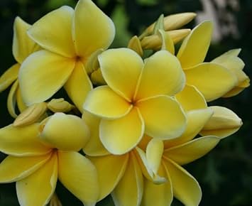 Flower Seeds, Seeds,Seeds For Planting,Plant Seeds