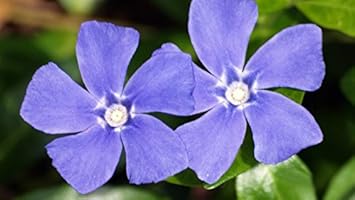 Flower Seeds, Seeds,Seeds For Planting,Plant Seeds