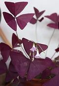 Red Woodsorrel Flower Seeds for Planting – Heirloom, Non-GMO, High Germination Organic Garden Seeds