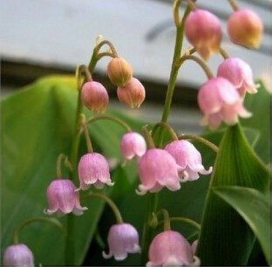 Bell Orchid Flower Seeds for Planting – Heirloom Non-GMO Seeds, High Germination for Home Garden