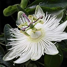 Flower Seeds, Seeds,Seeds For Planting,Plant Seeds