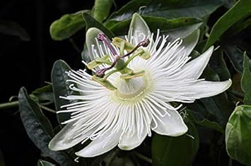 Flower Seeds, Seeds,Seeds For Planting,Plant Seeds