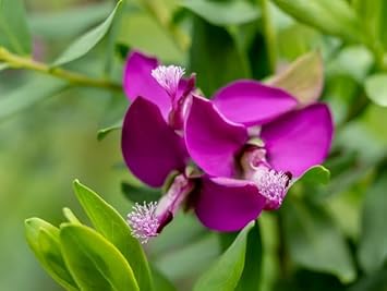 Flower Seeds, Seeds,Seeds For Planting,Plant Seeds