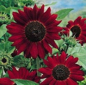Flower Seeds, Seeds,Seeds For Planting,Plant Seeds