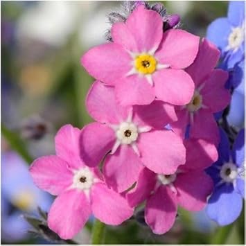 Flower Seeds, Seeds,Seeds For Planting,Plant Seeds