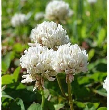 Flower Seeds, Seeds,Seeds For Planting,Plant Seeds