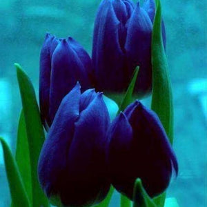 Flower Seeds, Seeds,Seeds For Planting,Plant Seeds