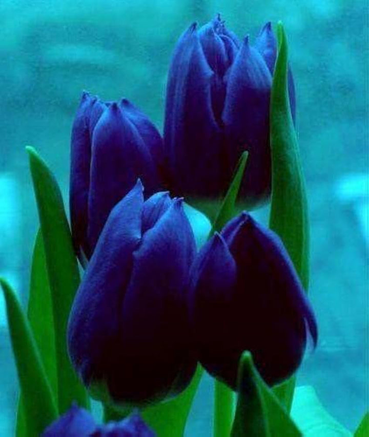 Dark Blue Tulip Flower Seeds for Planting – Heirloom, Non-GMO, Shade Tolerant, High Germination