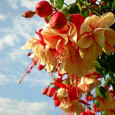 Light Yellow Red Fuchsia Flower Seeds for Planting, Heirloom Non-GMO High Germination Organic Garden Seeds