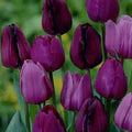 Purple Tulips Flower Seeds for Planting – Heirloom, Non-GMO, High Germination Organic Garden Seeds