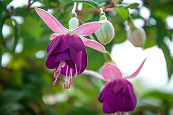 Flower Seeds, Seeds,Seeds For Planting,Plant Seeds