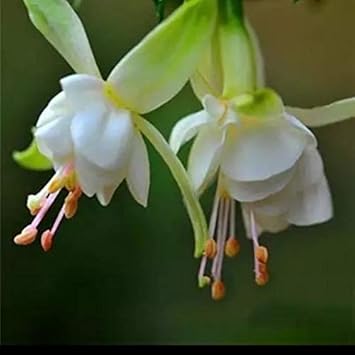 Flower Seeds, Seeds,Seeds For Planting,Plant Seeds