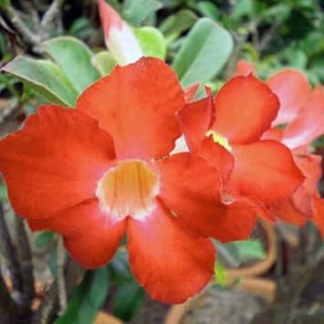 Flower Seeds, Seeds,Seeds For Planting,Plant Seeds